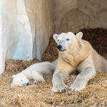 zoo karlsruhe eisbären